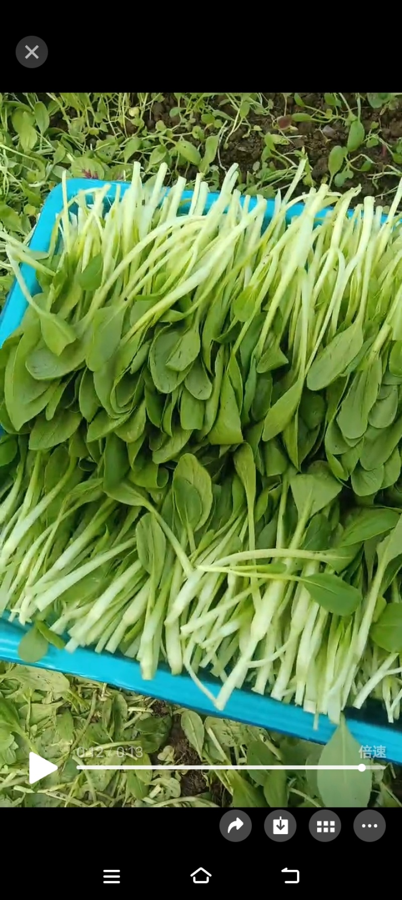 精品鸡毛菜草头大量供应常年有货支持定值全国发货