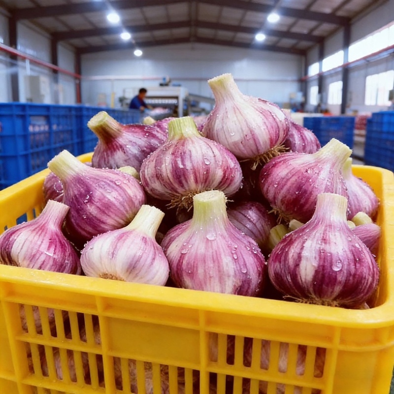 云南新鲜紫皮大蒜，批发支持各种电商平台一件代发
