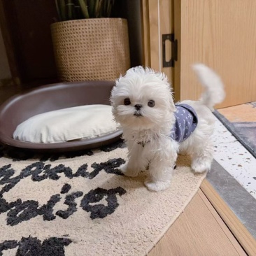 宠物幼犬