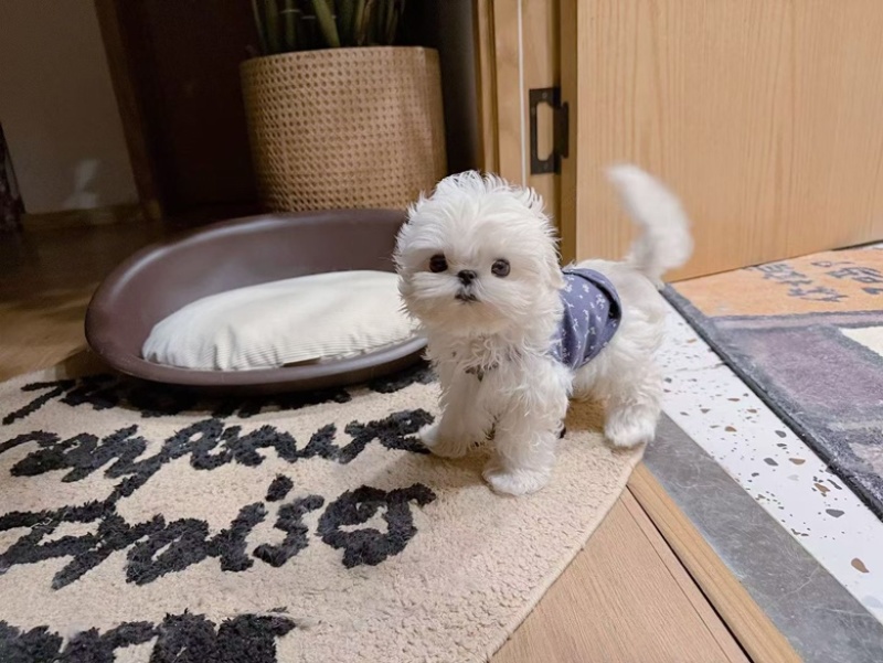 宠物幼犬