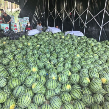 河南夏邑无籽嘉年华西瓜711西瓜，大红壤小薄皮，