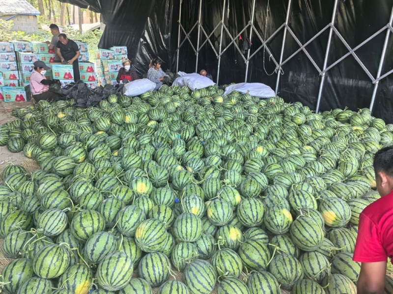 河南夏邑无籽嘉年华西瓜711西瓜，大红壤小薄皮，