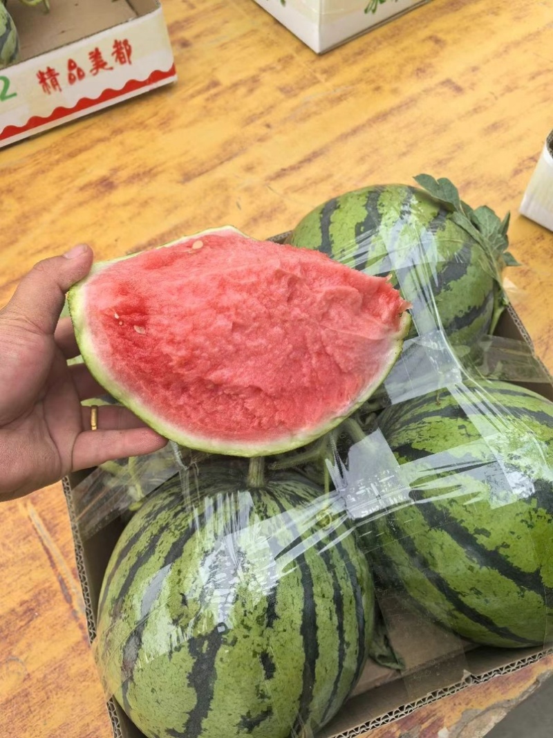 河南夏邑无籽嘉年华西瓜711西瓜，大红壤小薄皮，