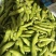 新鲜蚕豆