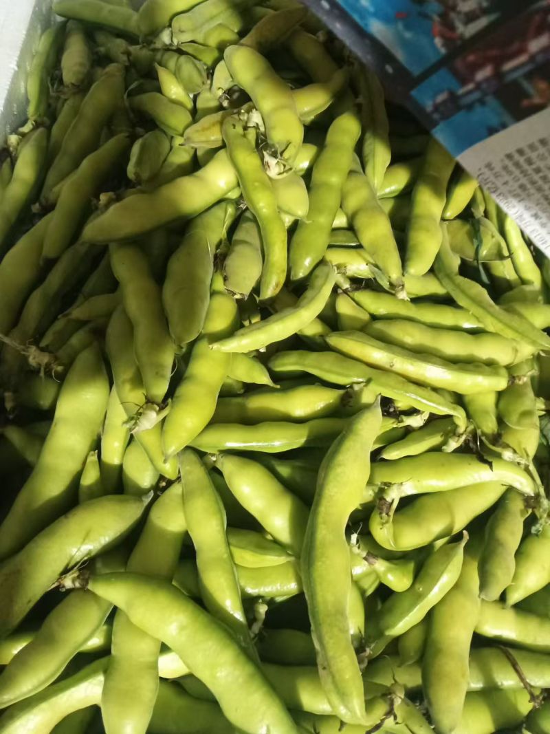新鲜蚕豆