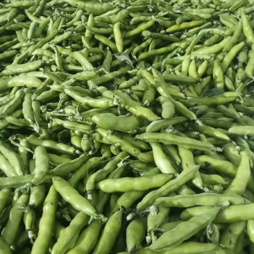 新鲜蚕豆