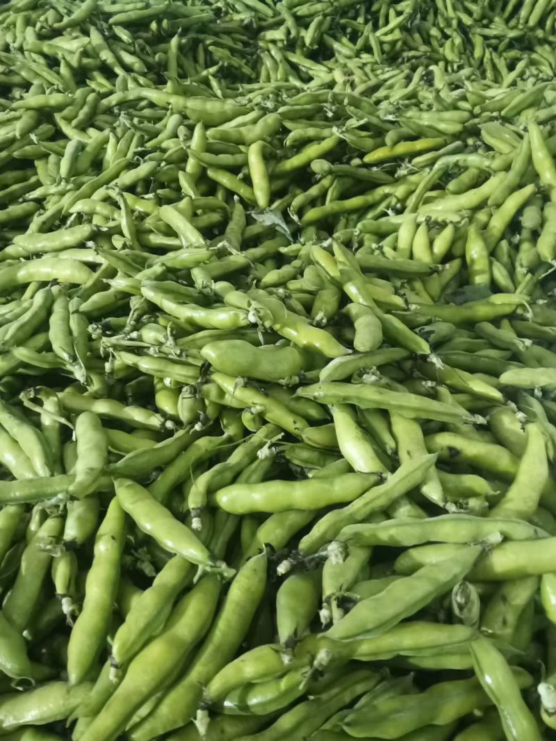 新鲜蚕豆