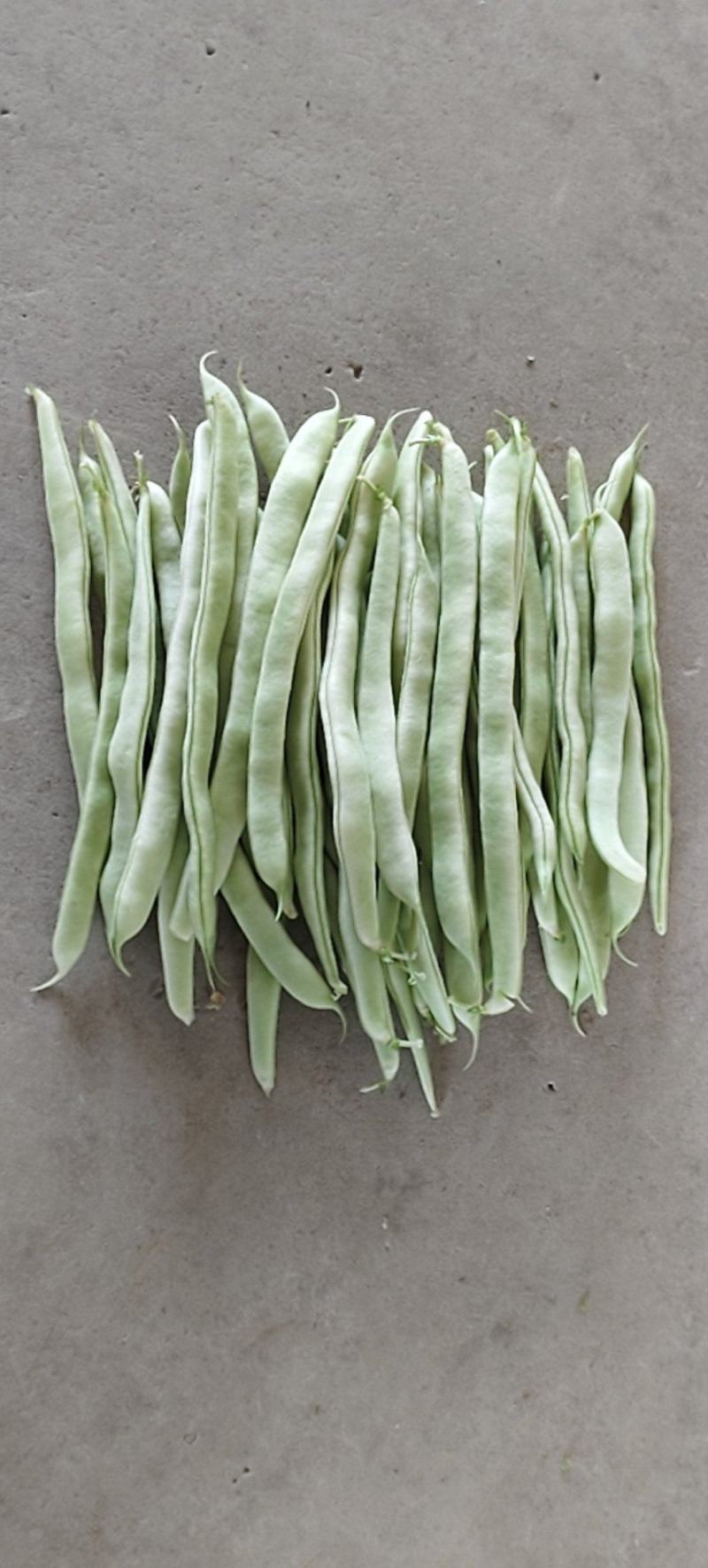 白芸豆