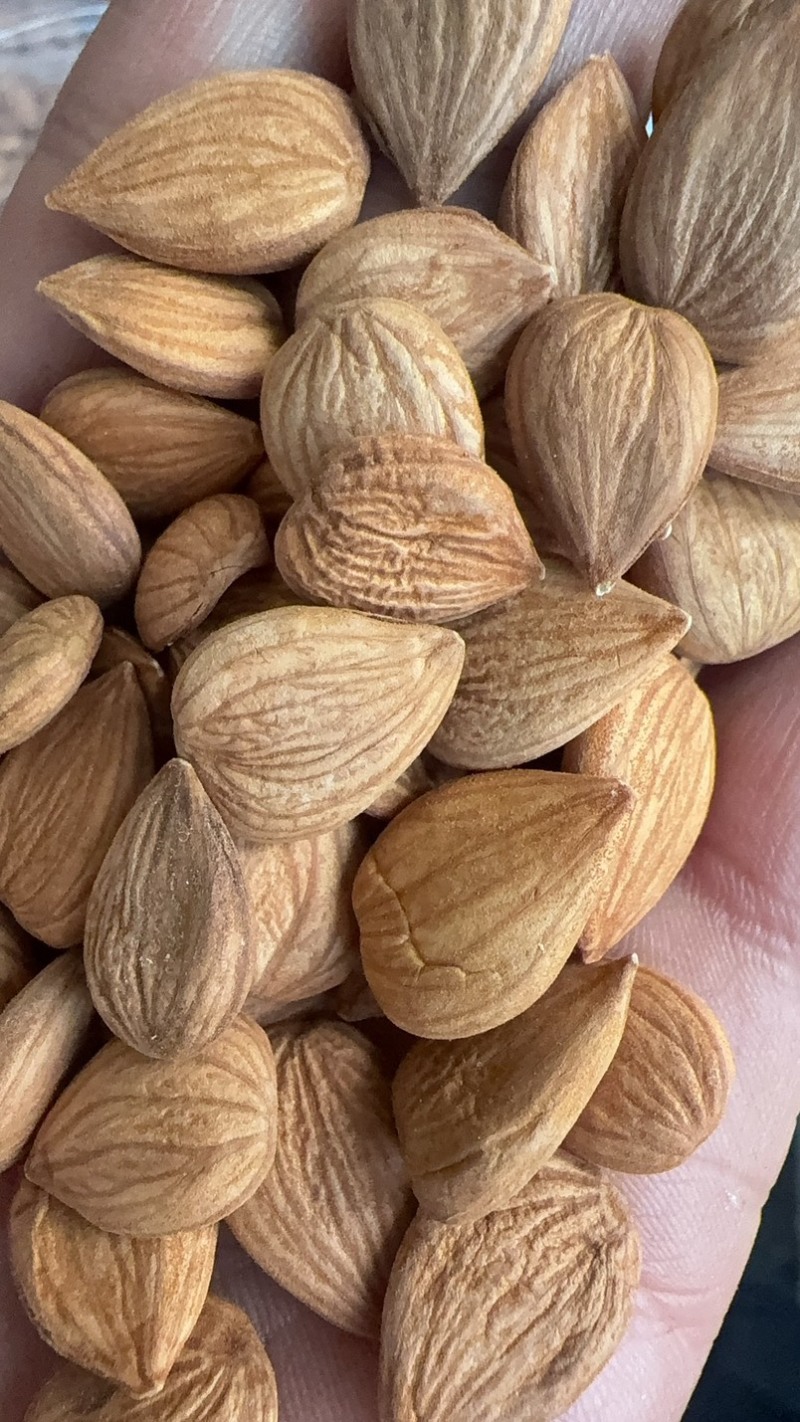 甜杏仁：食品厂，电商:市场货现货供应，产地直发