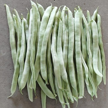 白芸豆