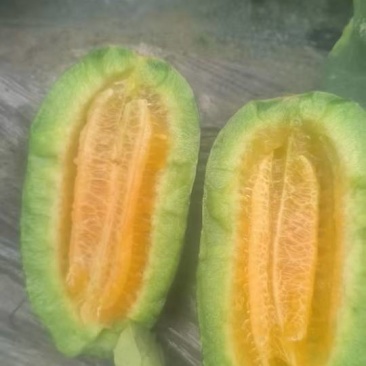 博洋瓜大量上市