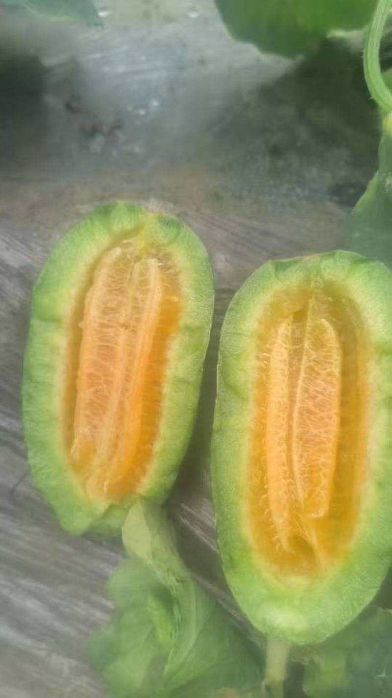 博洋瓜大量上市