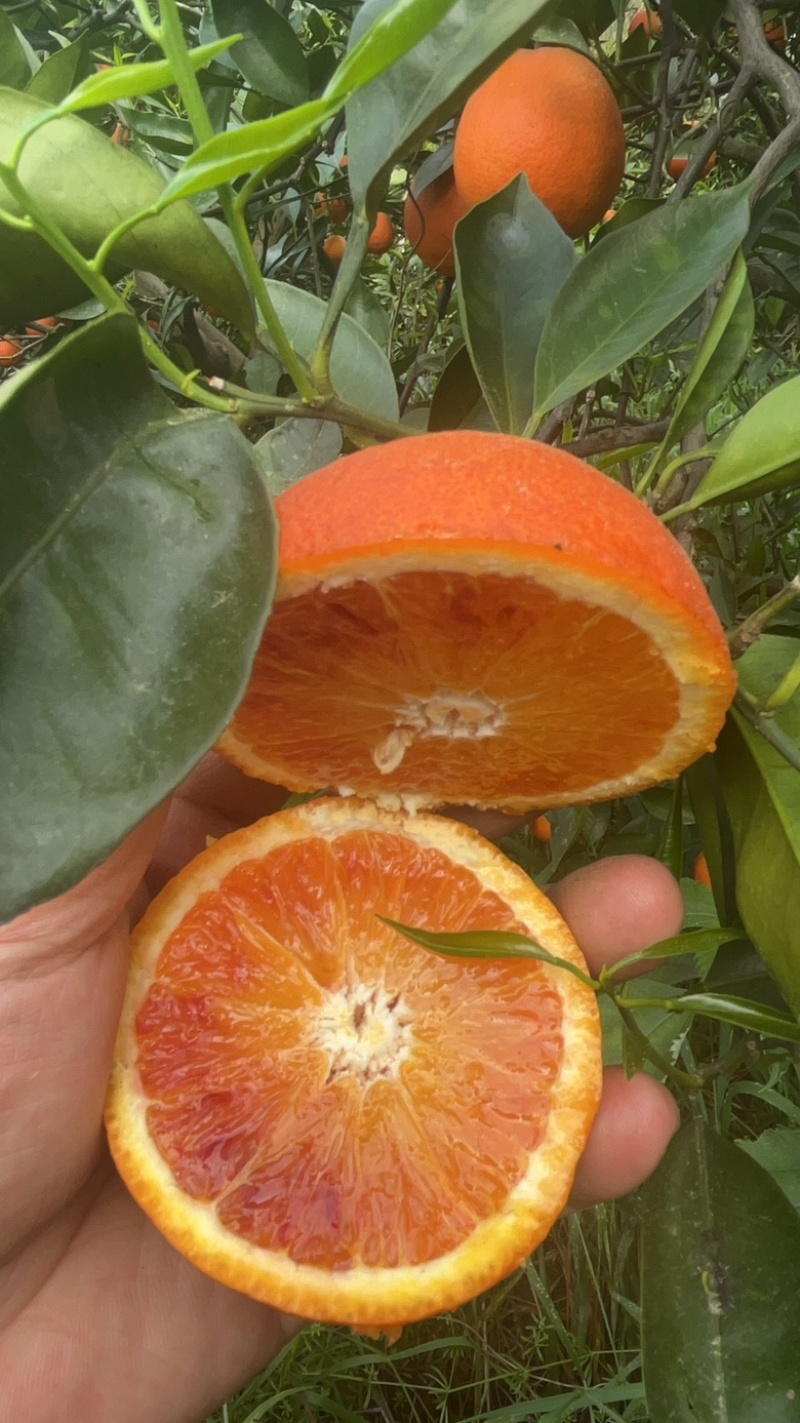 塔罗科血橙