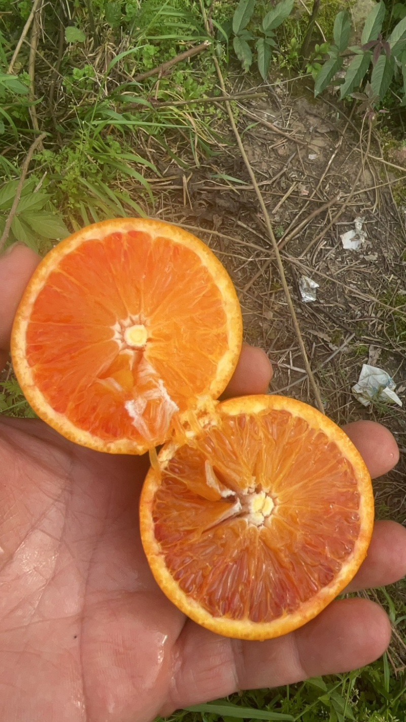 塔罗科血橙