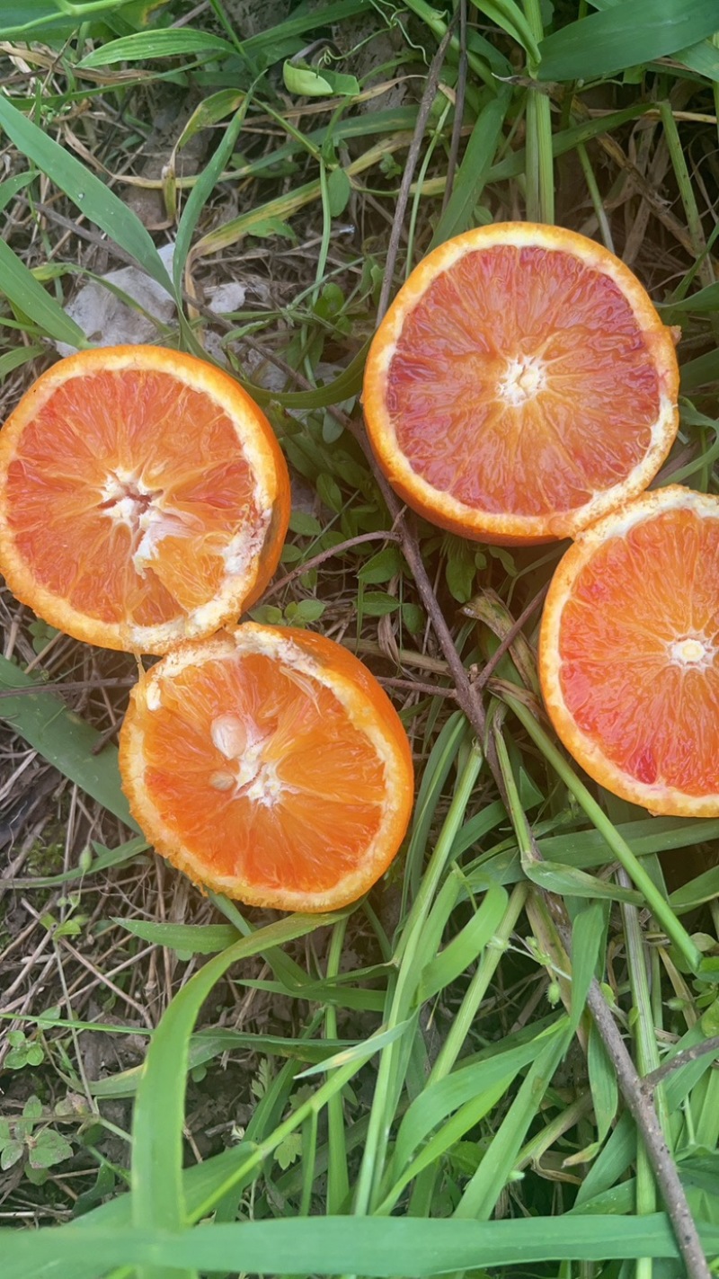 塔罗科血橙