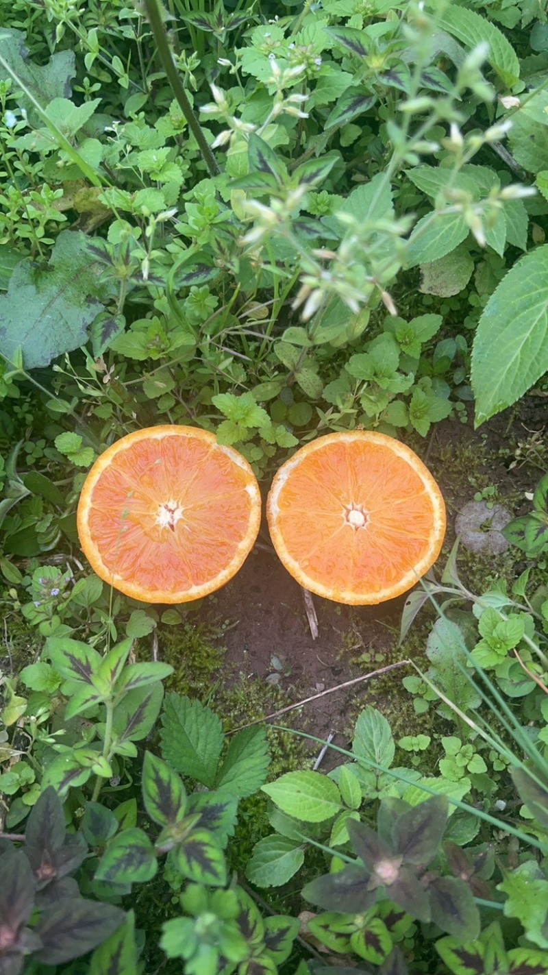 塔罗科血橙