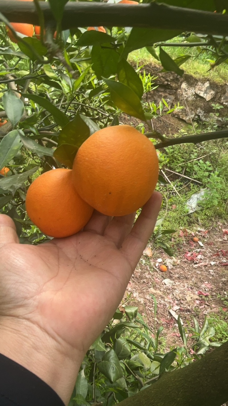 塔罗科血橙