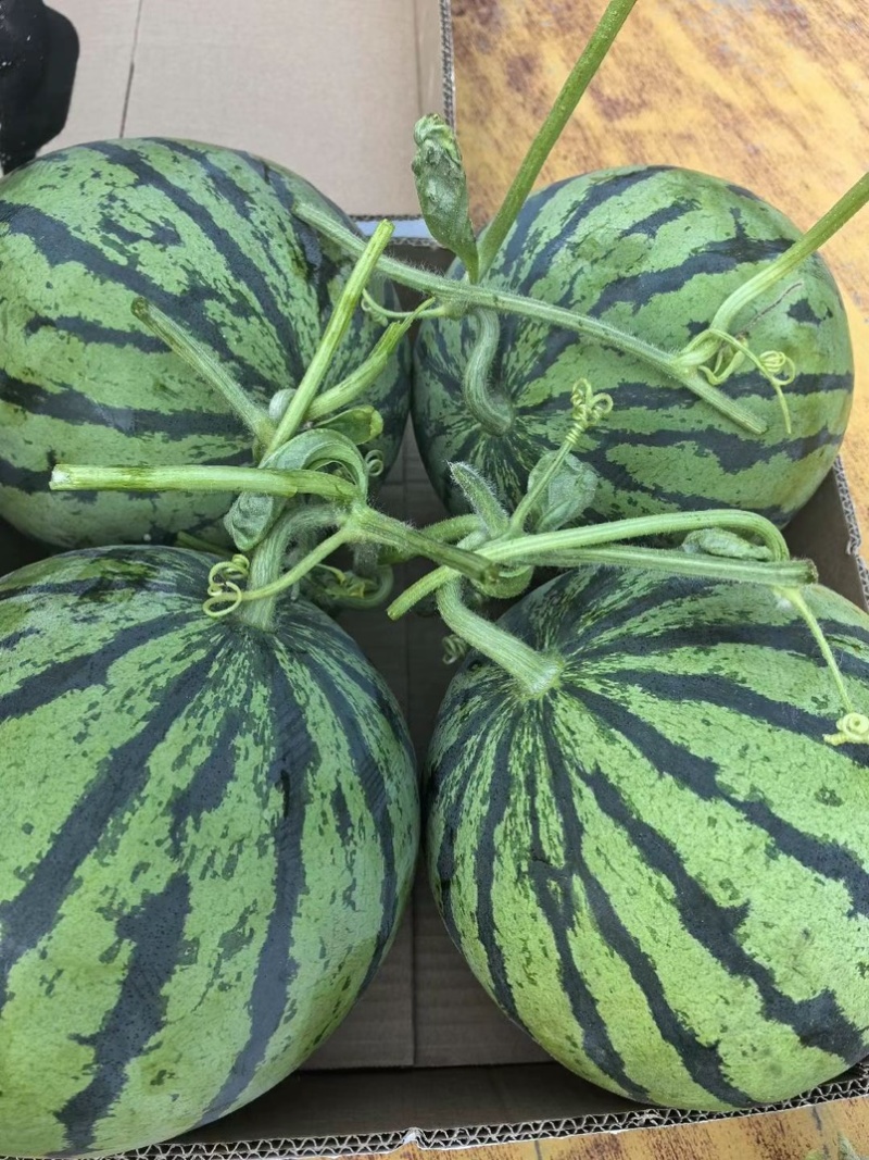 河南夏邑无籽嘉年华西瓜711西瓜，大红壤小薄皮，