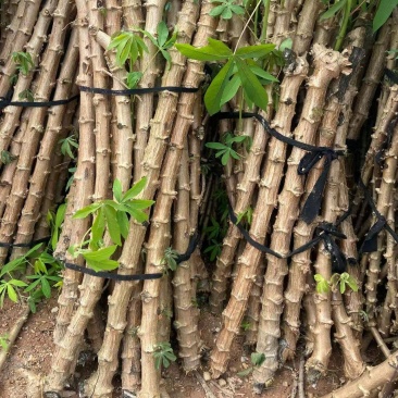 华南9号木薯茎最后3000斤亏本清仓