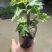 无花果盆栽