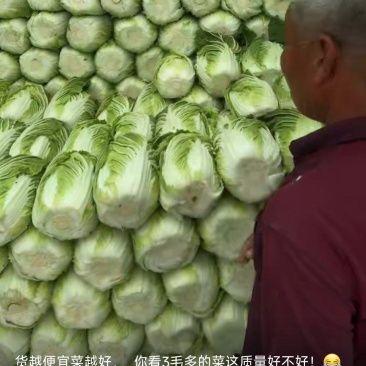黄心大白菜