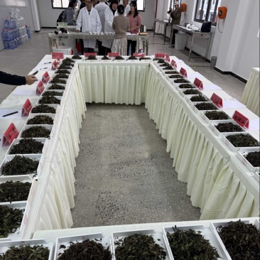 白毫银针