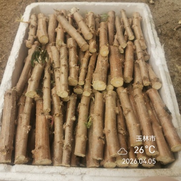 正品原产地一手货源发货华南9号黄心木薯种苗