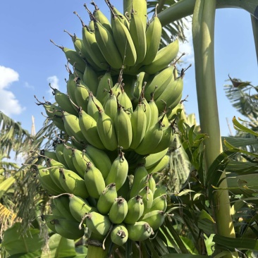 湛江徐闻小米蕉