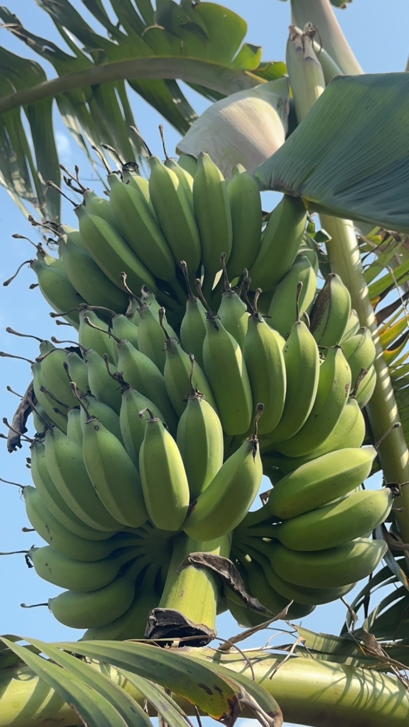 湛江徐闻小米蕉