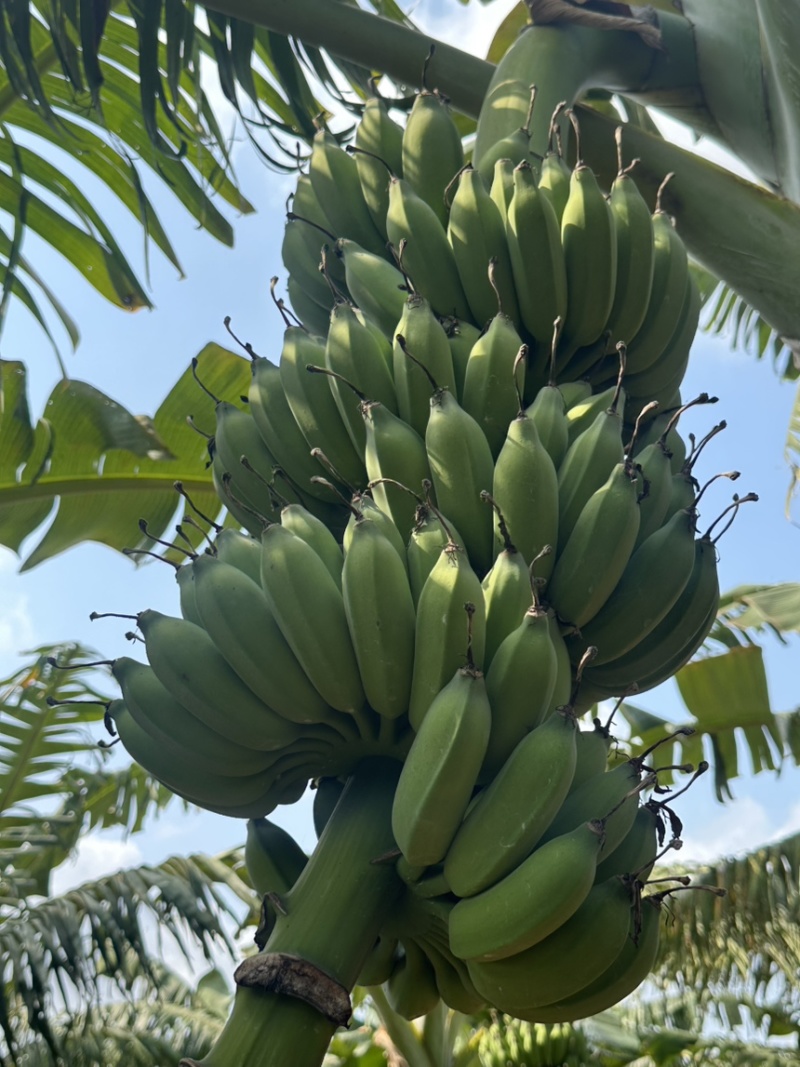 湛江徐闻小米蕉