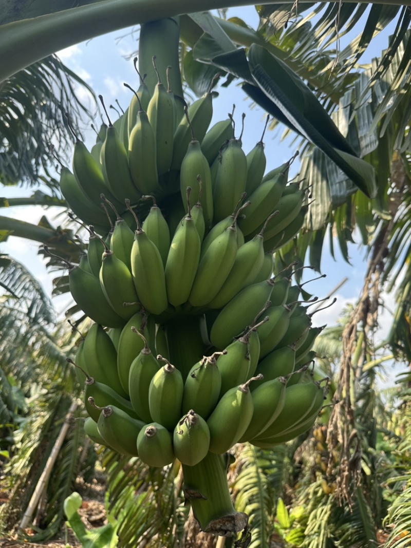 湛江徐闻小米蕉