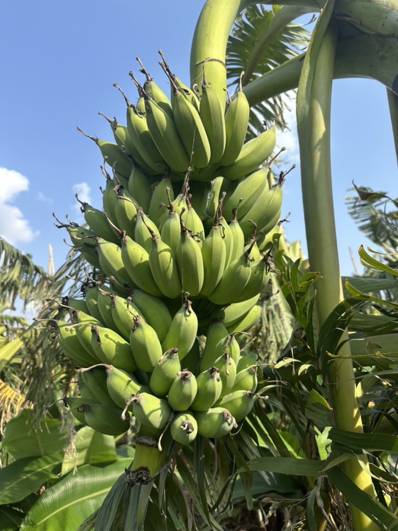 湛江徐闻小米蕉