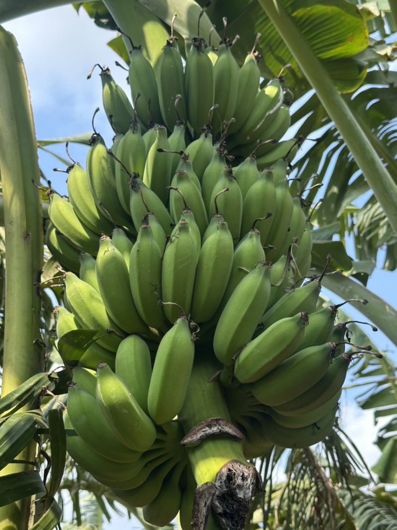 湛江徐闻小米蕉