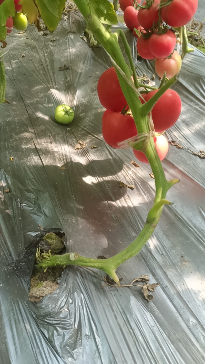 大量西红柿上市中