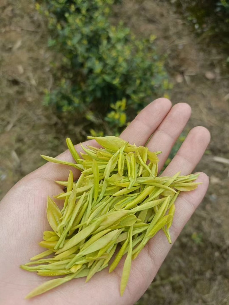 贵州正安白茶