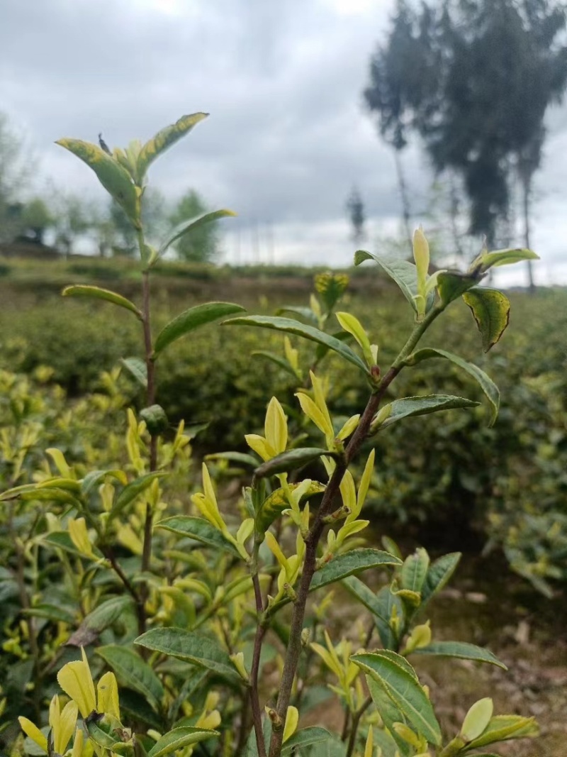 贵州正安白茶
