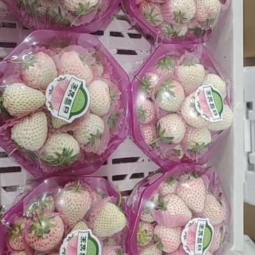 六合一白草莓