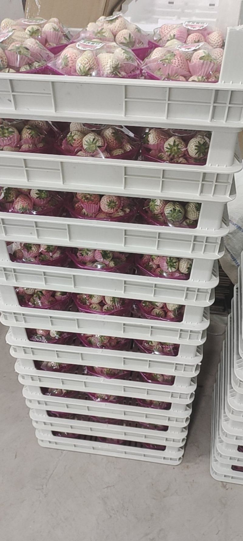 六合一白草莓