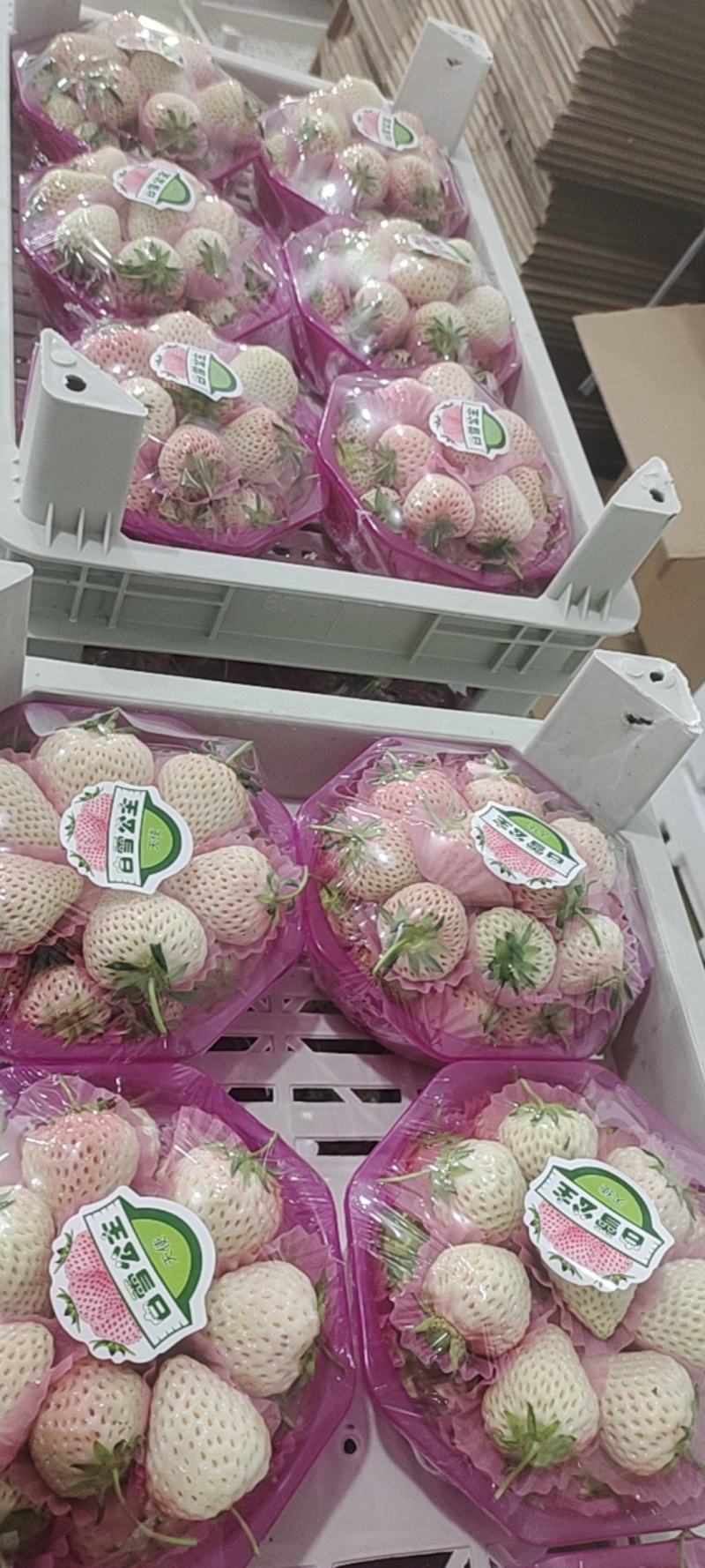 六合一白草莓