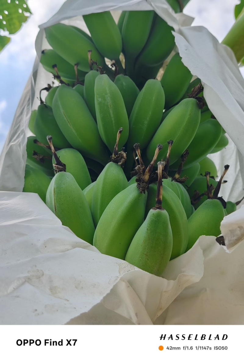 苹果蕉