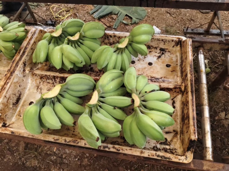 苹果蕉