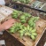 苹果蕉