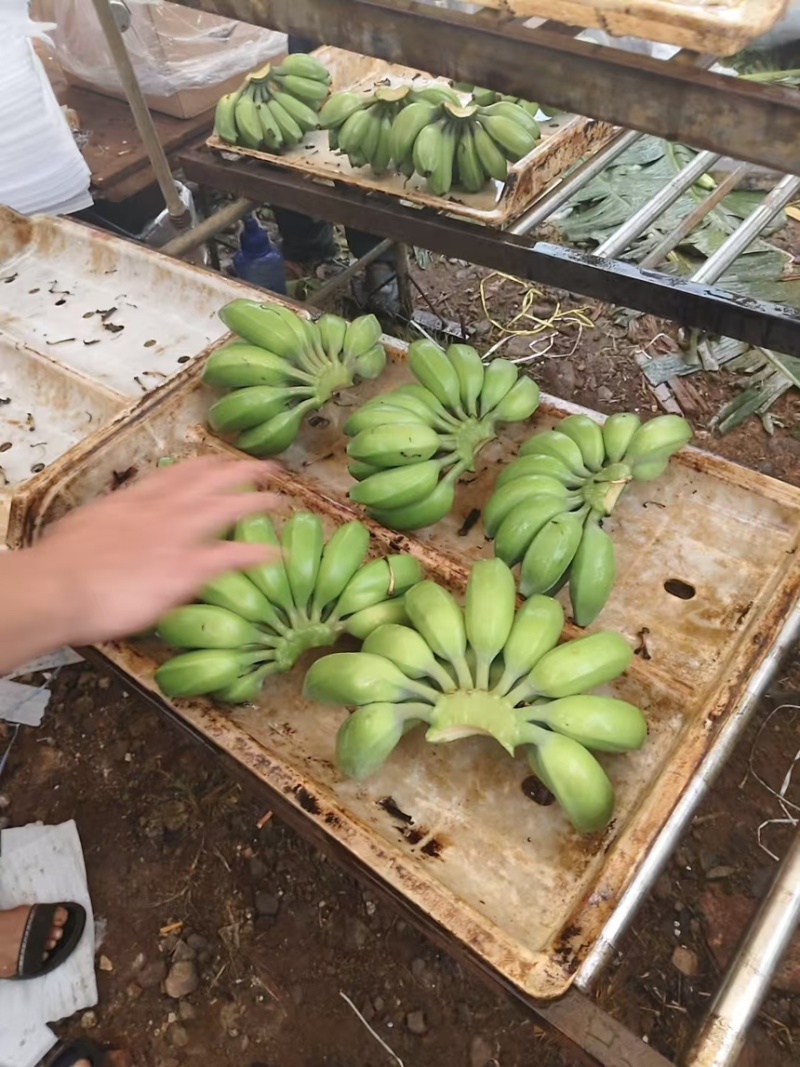 苹果蕉