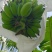 苹果蕉