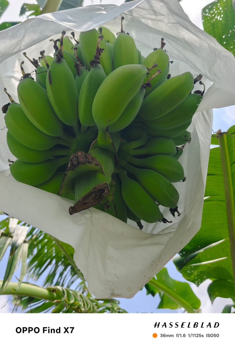 苹果蕉