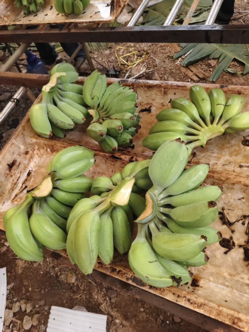 苹果蕉