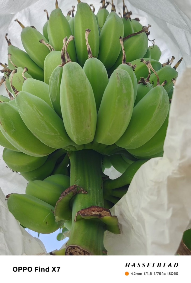 苹果蕉