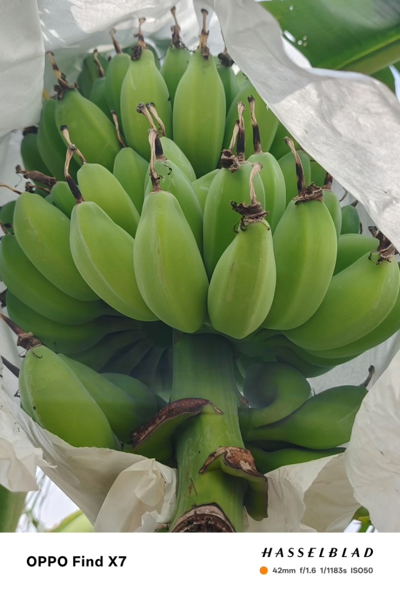 苹果蕉