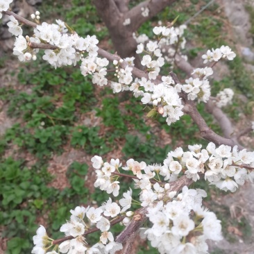 青红脆李现状。