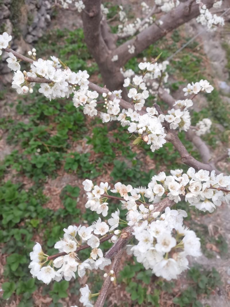 青红脆李现状。